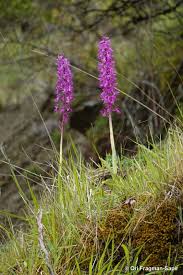 Attēlu rezultāti vaicājumam “Orchis mascula flower”