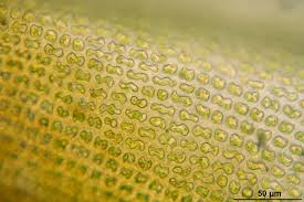 Attēlu rezultāti vaicājumam “Schistidium robustum”