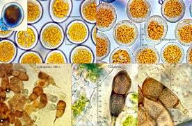 Attēlu rezultāti vaicājumam “Pucciniales”