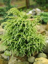 Attēlu rezultāti vaicājumam “Tsuga canadensis”