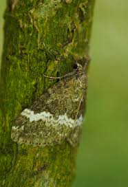 Attēlu rezultāti vaicājumam “Perizoma affinitata”