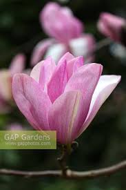 Attēlu rezultāti vaicājumam “Magnolia cylindrica”