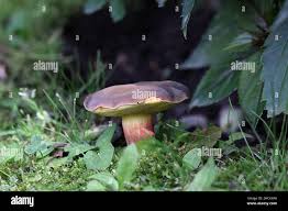 Attēlu rezultāti vaicājumam “Xerocomus pruinatus”