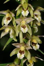 Attēlu rezultāti vaicājumam “Epipactis helleborine”