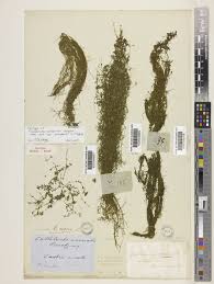 Attēlu rezultāti vaicājumam “Callitriche verna”