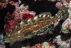 Image result for Mycteroperca bonaci