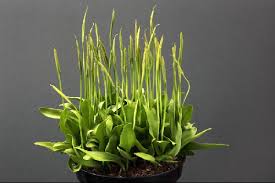 Attēlu rezultāti vaicājumam “Ophioglossum vulgatum”