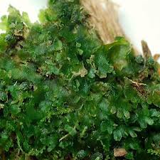 Attēlu rezultāti vaicājumam “Riccardia palmata”