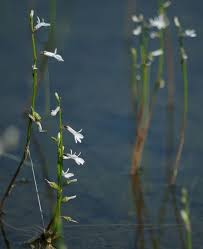 Attēlu rezultāti vaicājumam “Lobelia dortmanna”