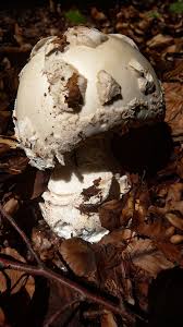 Attēlu rezultāti vaicājumam “Amanita strobiliformis”