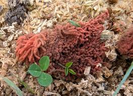 Attēlu rezultāti vaicājumam “Arcyria denudata spores”