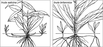 Attēlu rezultāti vaicājumam “Inula salicina bud”