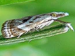 Attēlu rezultāti vaicājumam “Comatricha elegans var. microspora”