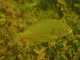 Image result for Archosargus rhomboidalis