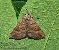 Attēlu rezultāti vaicājumam “Hypena proboscidalis”