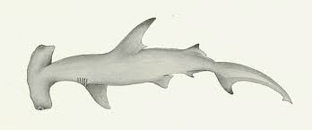 Image result for Sphyrna lewini