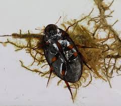 Attēlu rezultāti vaicājumam “Hydrophilidae”