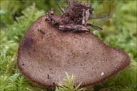 Attēlu rezultāti vaicājumam “Humaria hemisphaerica”