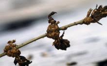 Attēlu rezultāti vaicājumam “Stemonitis pallida var. rubescens stalked”