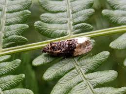 Attēlu rezultāti vaicājumam “Apotomis betuletana”