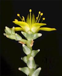 Attēlu rezultāti vaicājumam “Sedum acre bud”