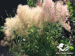 Attēlu rezultāti vaicājumam “Cotinus coggygria flower”