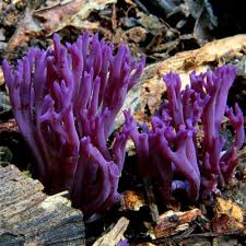 Attēlu rezultāti vaicājumam “Clavaria zollingeri”