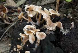 Attēlu rezultāti vaicājumam “Collybia cirrhata”