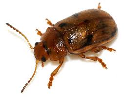 Attēlu rezultāti vaicājumam “Gonioctena”