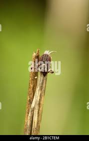 Attēlu rezultāti vaicājumam “Dermacentor reticulatus female”
