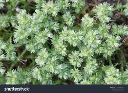 Attēlu rezultāti vaicājumam “Scleranthus annuus flower”