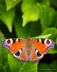 Attēlu rezultāti vaicājumam “Inachis io underside”