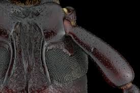 Attēlu rezultāti vaicājumam “Cribraria martinii macro”