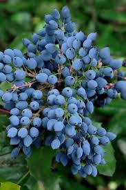 Attēlu rezultāti vaicājumam “Mahonia aquifolium”