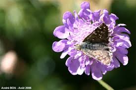 Attēlu rezultāti vaicājumam “Pyrgus serratulae upperside”