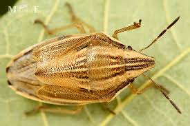 Attēlu rezultāti vaicājumam “Aelia acuminata”