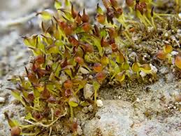 Attēlu rezultāti vaicājumam “Seligeria donniana”