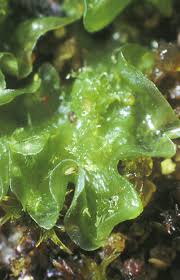 Attēlu rezultāti vaicājumam “Moerckia hibernica”