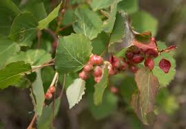 Attēlu rezultāti vaicājumam “Contarinia petioli”