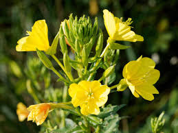 Attēlu rezultāti vaicājumam “Oenothera biennis flower”