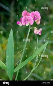 Attēlu rezultāti vaicājumam “Lathyrus sylvestris flower”