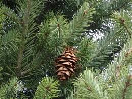 Attēlu rezultāti vaicājumam “Pseudotsuga menziesii var. glauca”