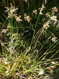 Attēlu rezultāti vaicājumam “Juncus nastanthus”