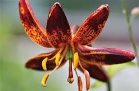 Image result for Lilium martagon `Arabian Night`