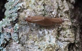 Attēlu rezultāti vaicājumam “Chaetopteryx villosa”