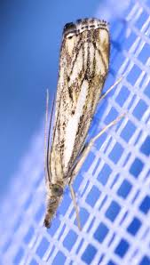 Attēlu rezultāti vaicājumam “Catoptria falsella”