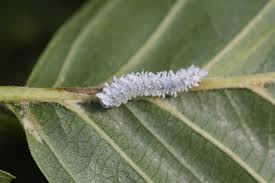 Attēlu rezultāti vaicājumam “Eriocampa ovata larva”