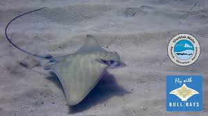 Image result for Aetomylaeus bovinus