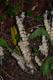 Attēlu rezultāti vaicājumam “Lathraea squamaria fruit”