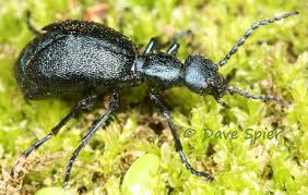 Attēlu rezultāti vaicājumam “Meloe sp.”